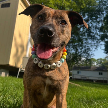 BFF Dog Collar + Free Matching Bracelet - ShopLorca