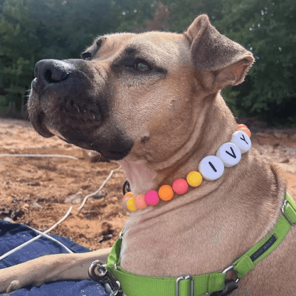 BFF Dog Collar + Free Matching Bracelet - ShopLorca